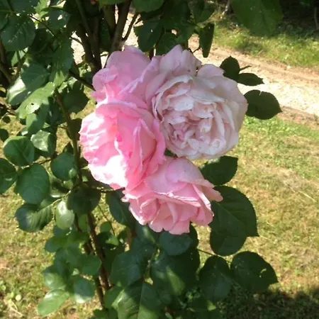 Nocleg ze śniadaniem Relais Ca' Meridiana Quarto dʼAltino